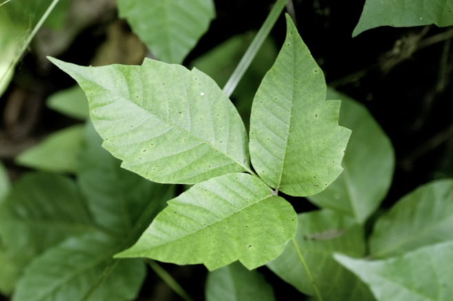 What Is the Best Way to Get Rid of Poison Ivy?